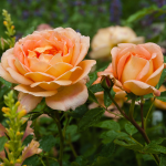  Rose 'Lady of Shalott'