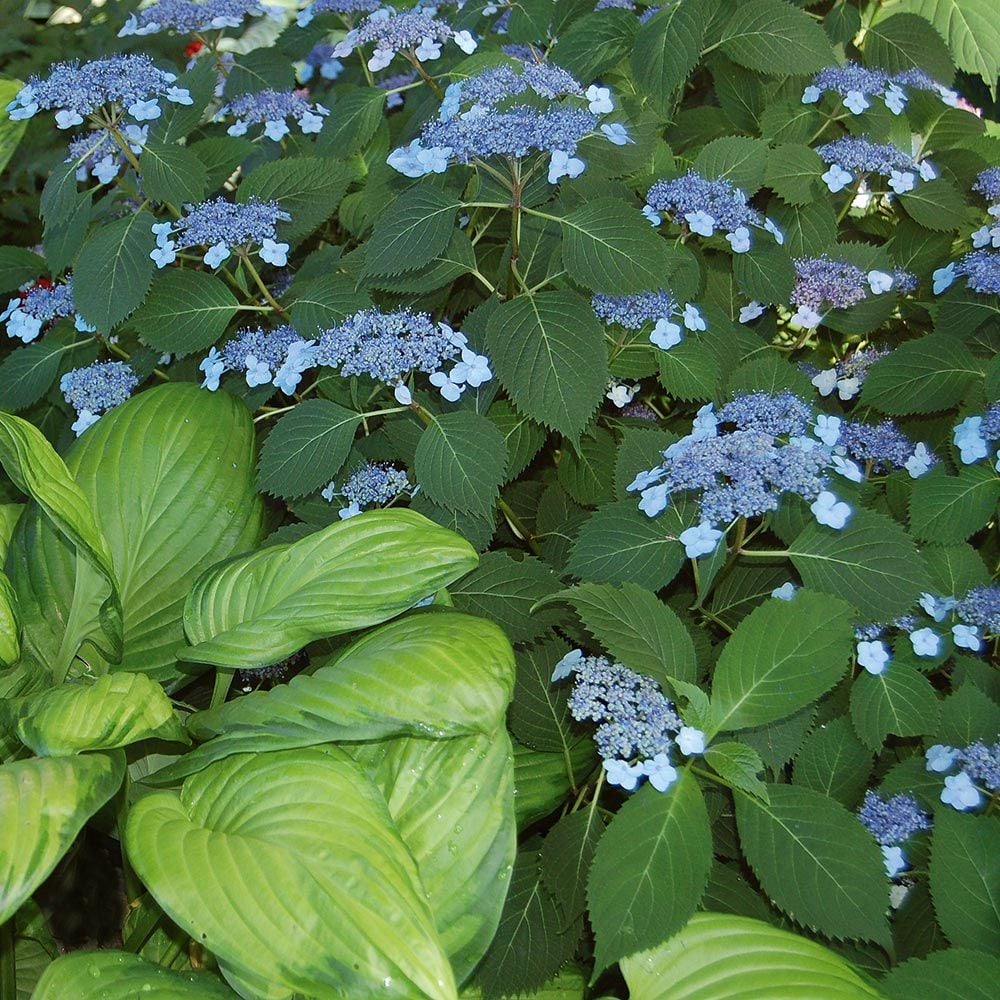 Hydrangea serrata 'Blue Billow' | White Flower Farm