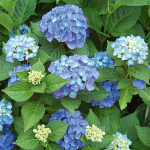  Hydrangea macrophylla Endless Summer®