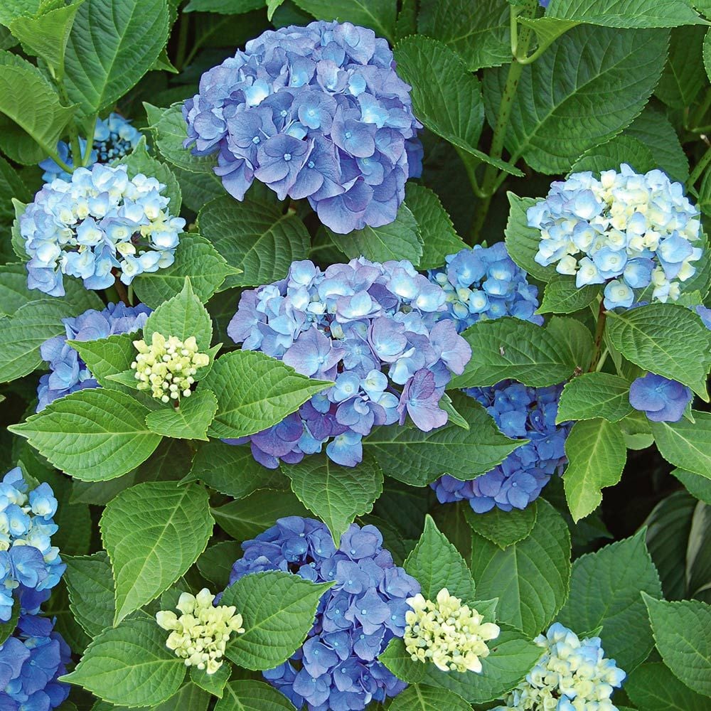 Image result for Hydrangea Macrophylla