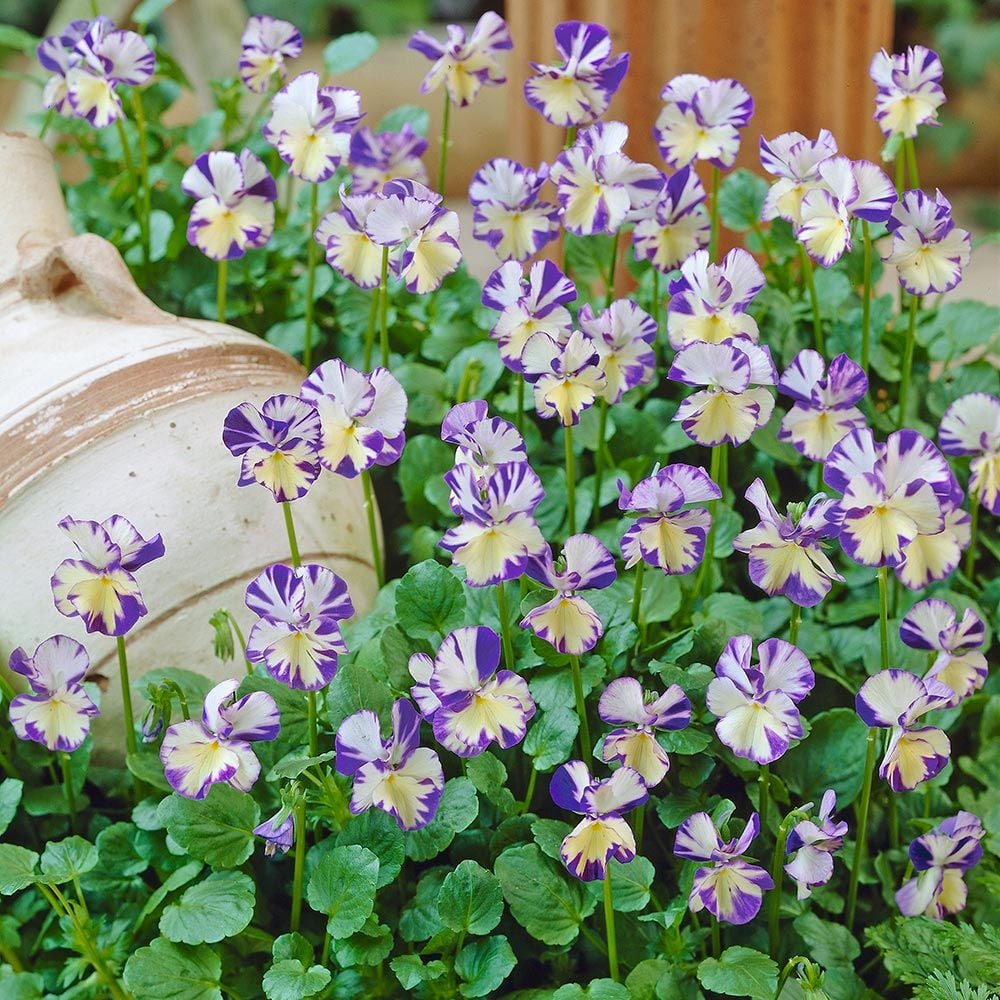 Viola 'Rebecca'