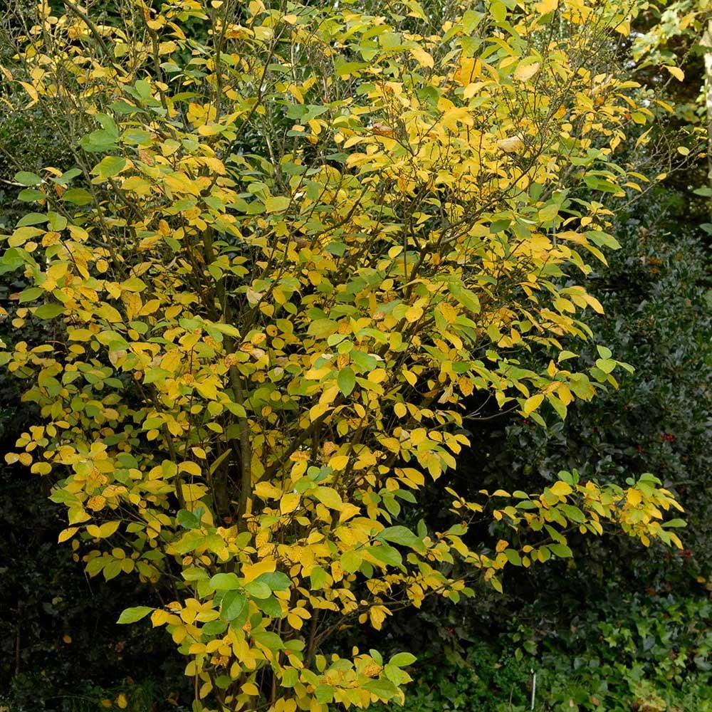 Lindera benzoin