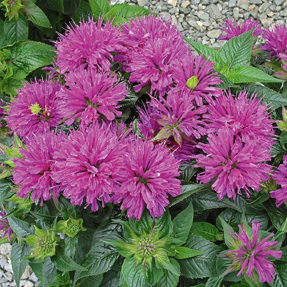 Monarda didyma Grand Parade™