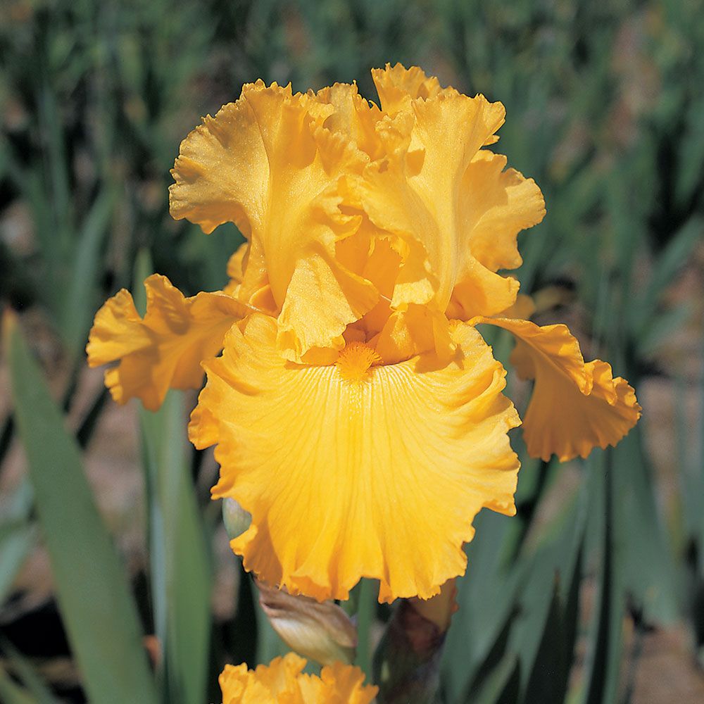 Iris germanica 'Pure As Gold' - Reblooming