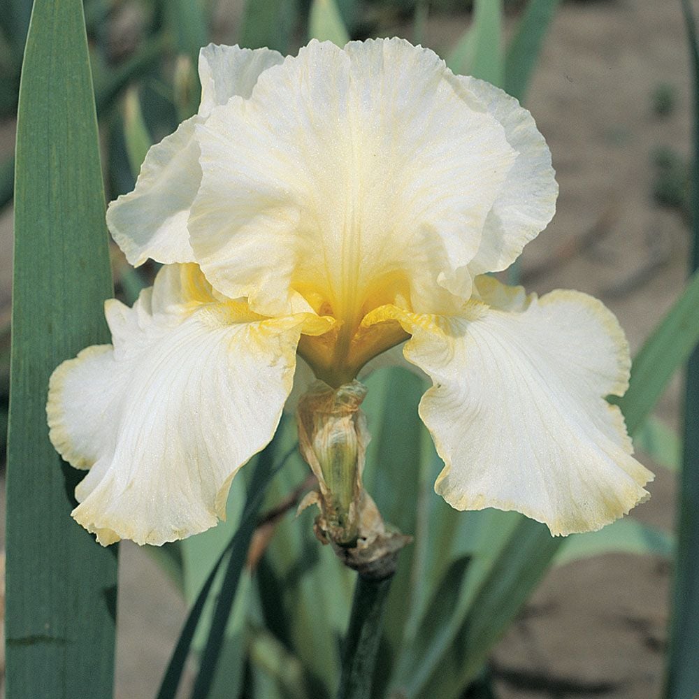 Iris germanica 'Total Recall' - Reblooming