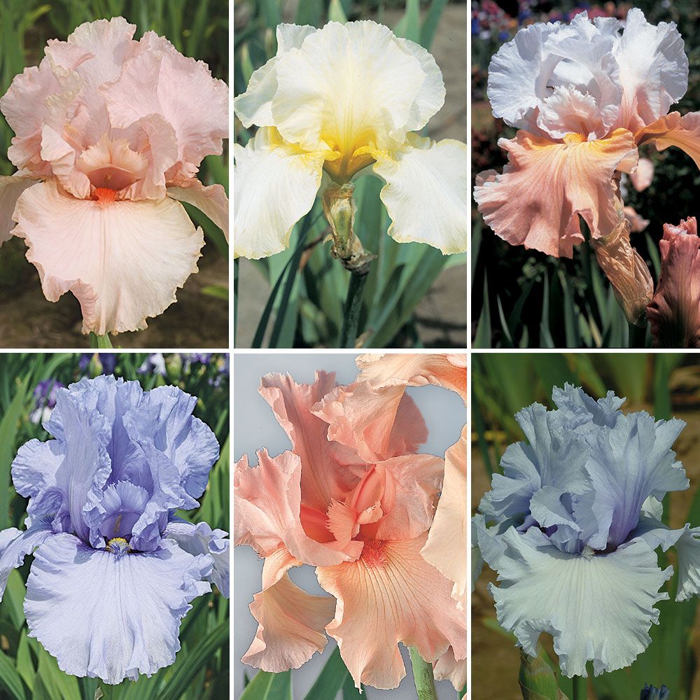 Pastel Beauties Bearded Iris Collection 6 plants White Flower Farm