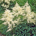  Astilbe x arendsii 'Bridal Veil'