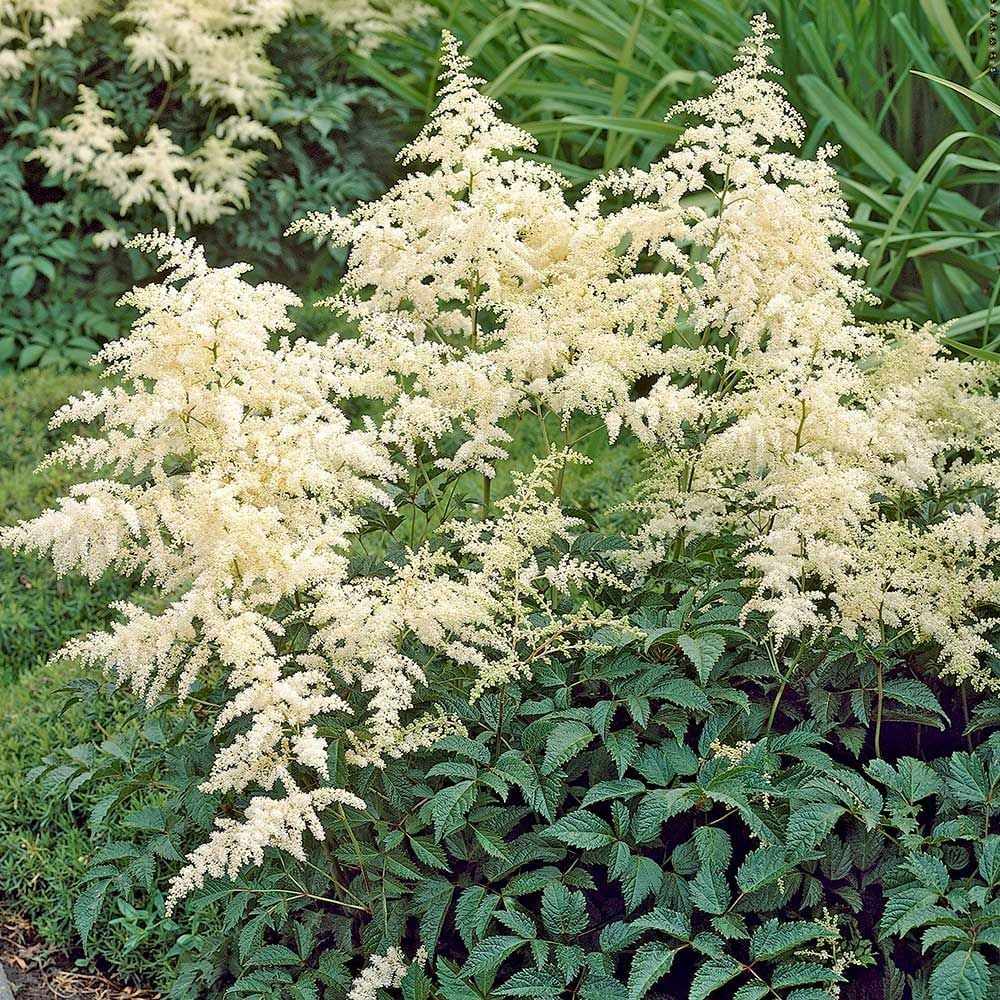 Astilbe x arendsii 'Bridal Veil'