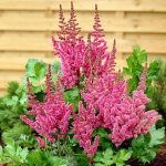  Astilbe chinensis 'Visions'