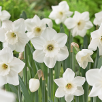  Narcissus 'Stainless'