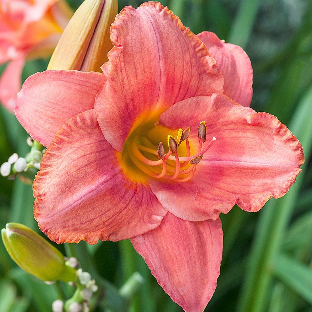 Hemerocallis (Daylily) 'South Seas' - Reblooming