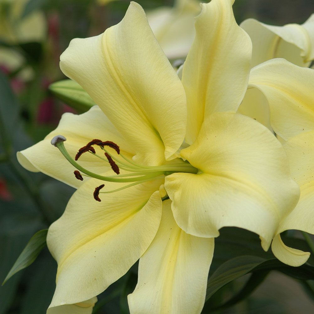 Lilium Big Brother® | White Flower Farm