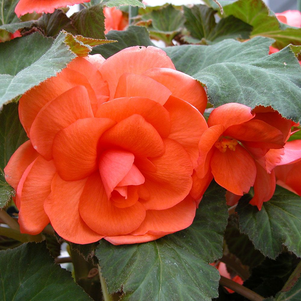 Begonia 'Jessica' Blackmore & Langdon