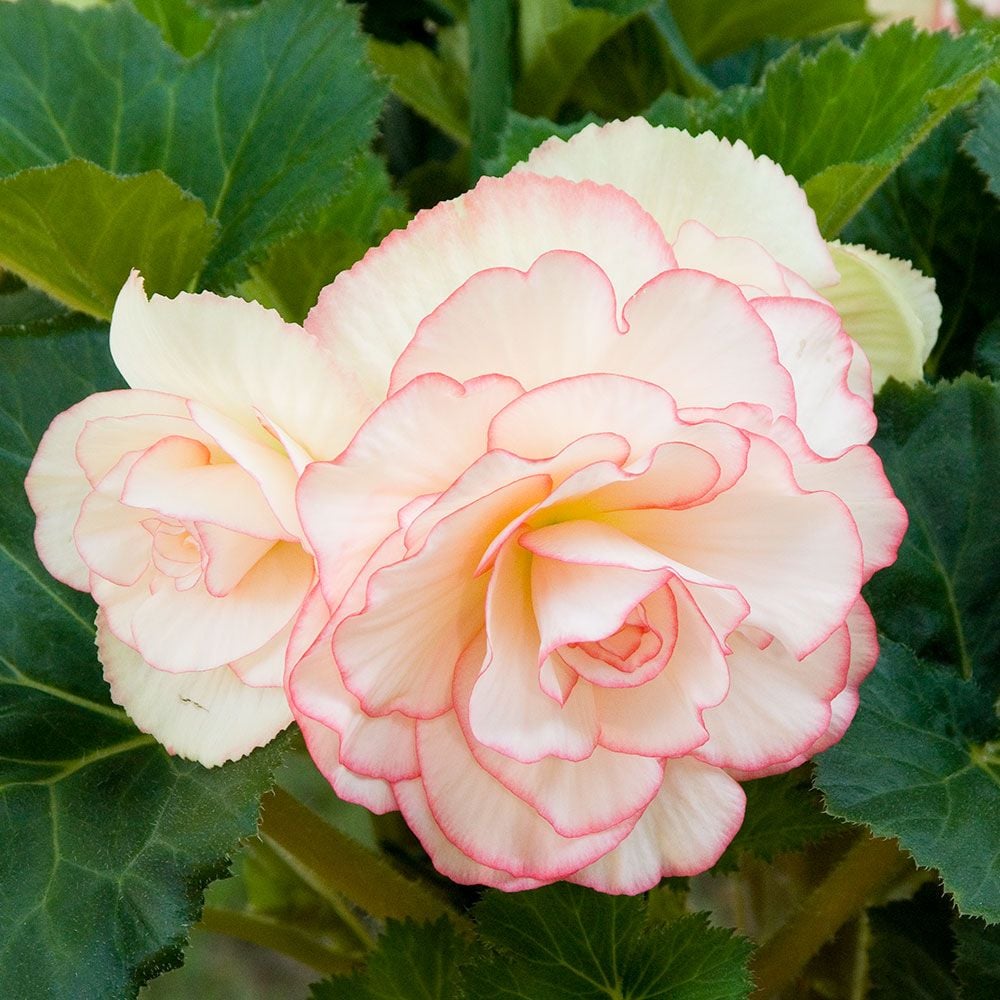 Begonia 'Coppelia' Blackmore & Langdon