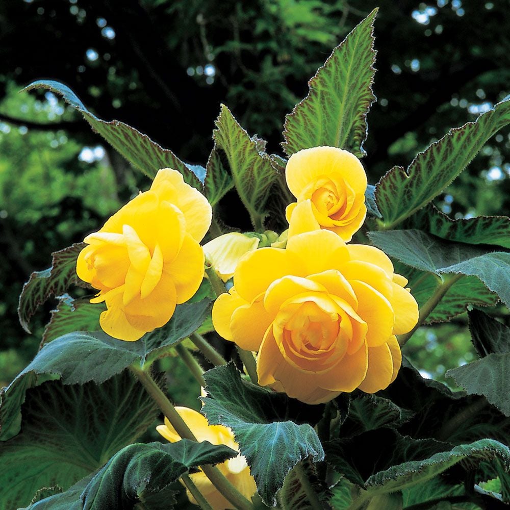 Begonia 'Festiva' Blackmore & Langdon