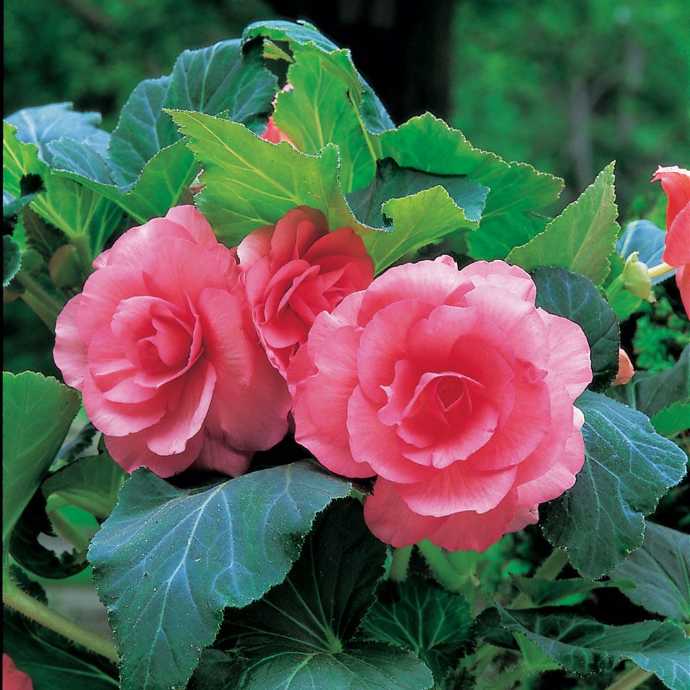 Begonia 'Helena' Blackmore & Langdon