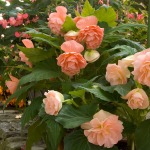  Begonia 'John Smith' Blackmore & Langdon