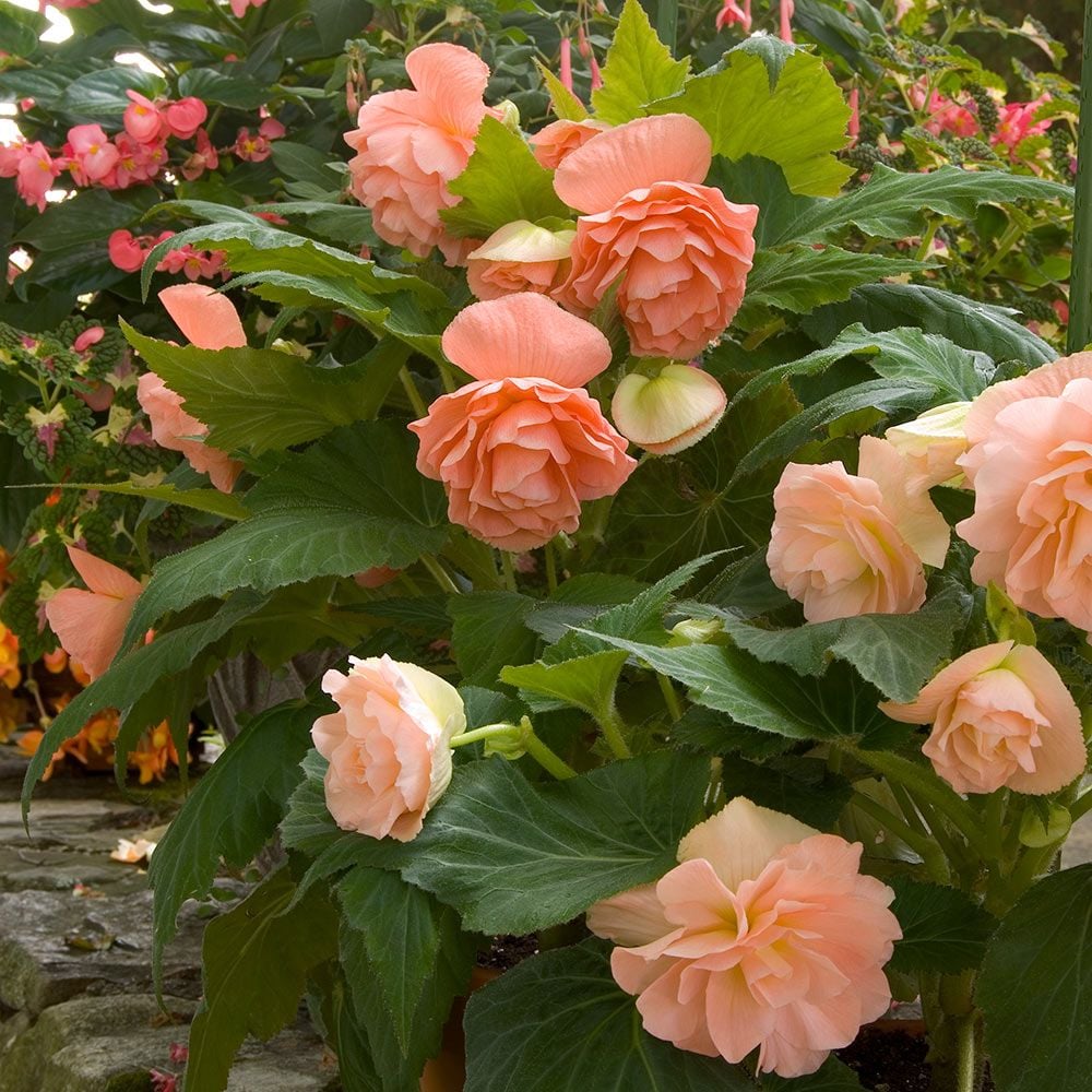 Begonia 'John Smith' Blackmore & Langdon