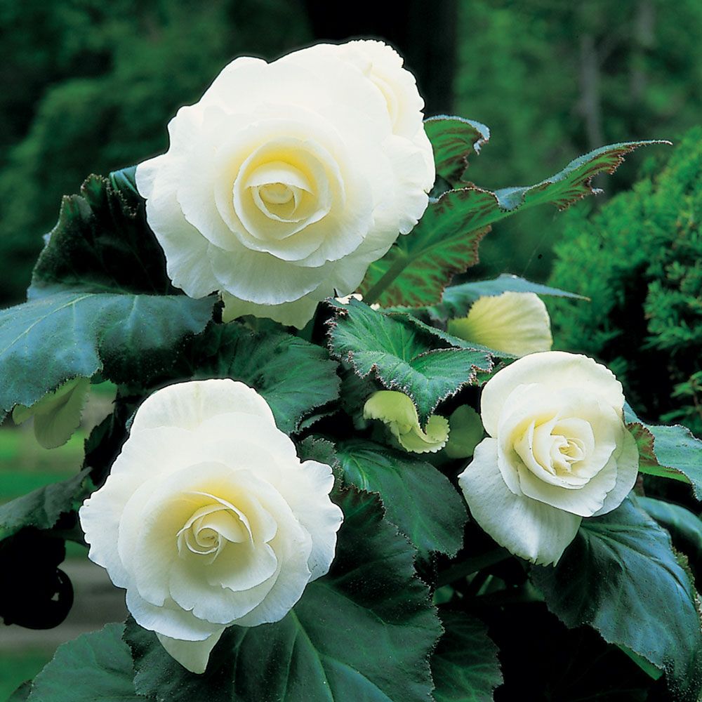 Begonia 'Lancelot' Blackmore & Langdon White Flower Farm