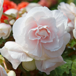  Begonia 'Pink Champagne' Blackmore & Langdon