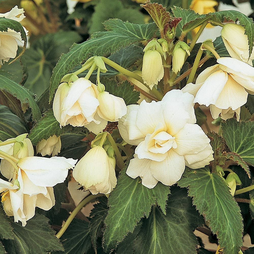 Begonia 'Ophelia' Blackmore & Langdon Trailing Variety