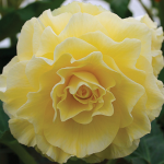  Begonia 'Chelsea Gold' Blackmore & Langdon