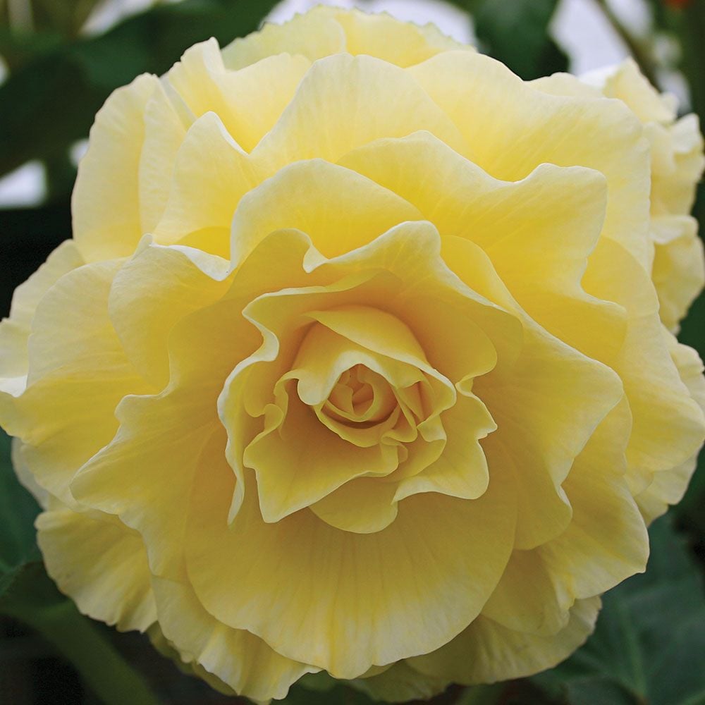 Begonia 'Chelsea Gold' Blackmore & Langdon