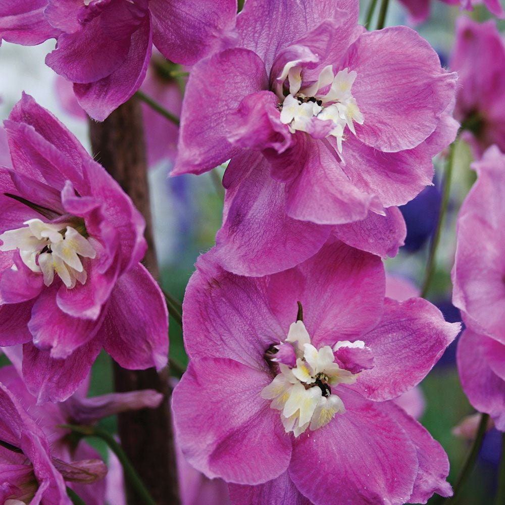 Delphinium elatum 'Strawberry Fair' Blackmore & Langdon