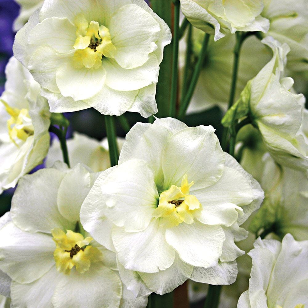 Delphinium elatum 'Sungleam' Blackmore & Langdon