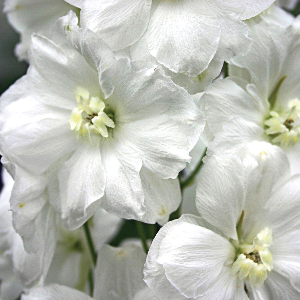 Delphinium elatum 'Moonbeam' Blackmore & Langdon