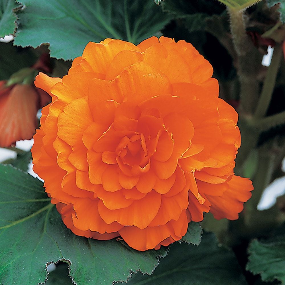 Begonia 'Sceptre' Blackmore & Langdon