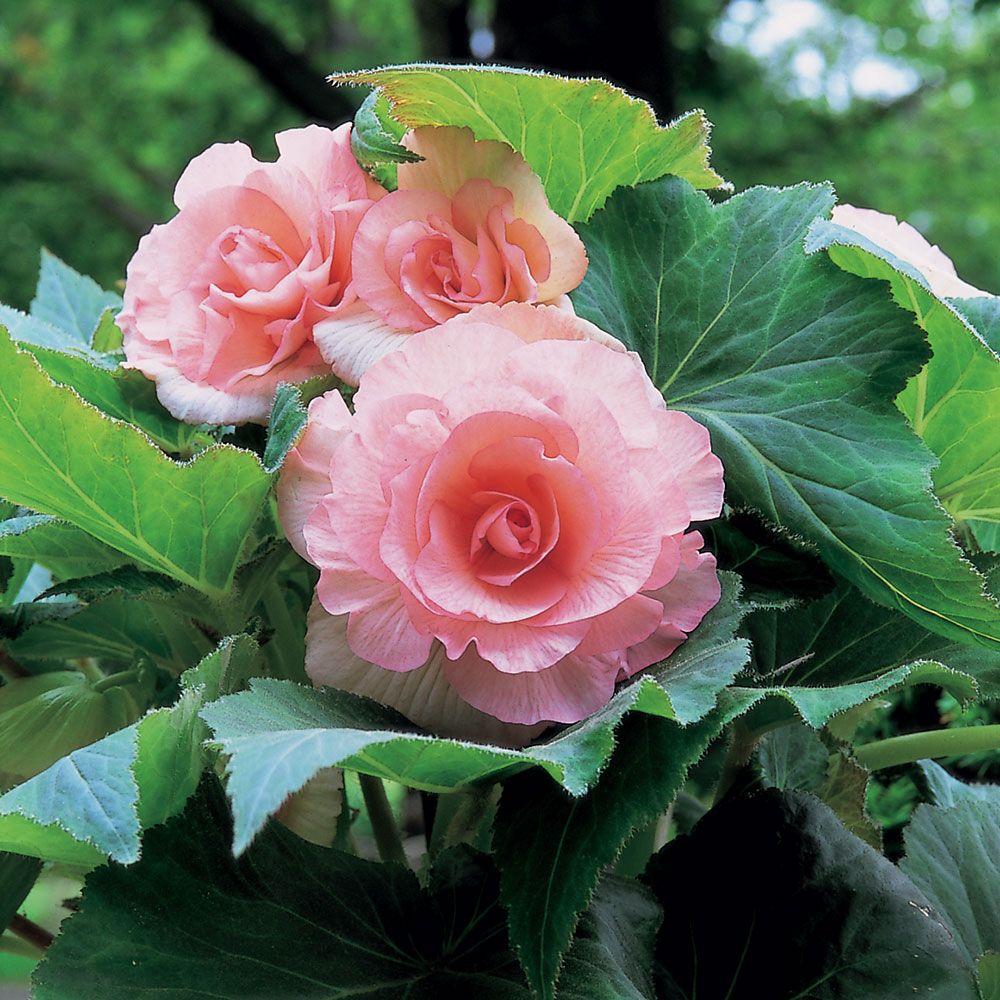 Begonia 'Sugar Candy' Blackmore & Langdon