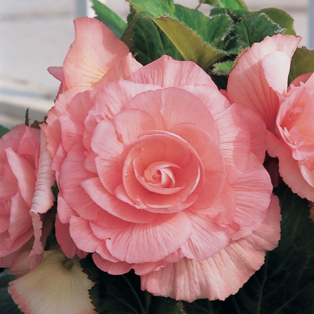 Begonia 'Sugar Candy' Blackmore & Langdon White Flower Farm