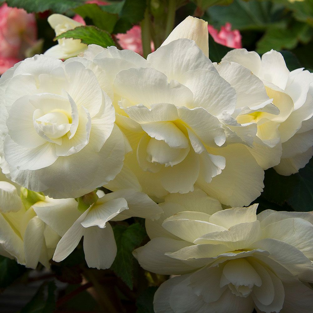 Begonia 'Snowgoose' Blackmore & Langdon