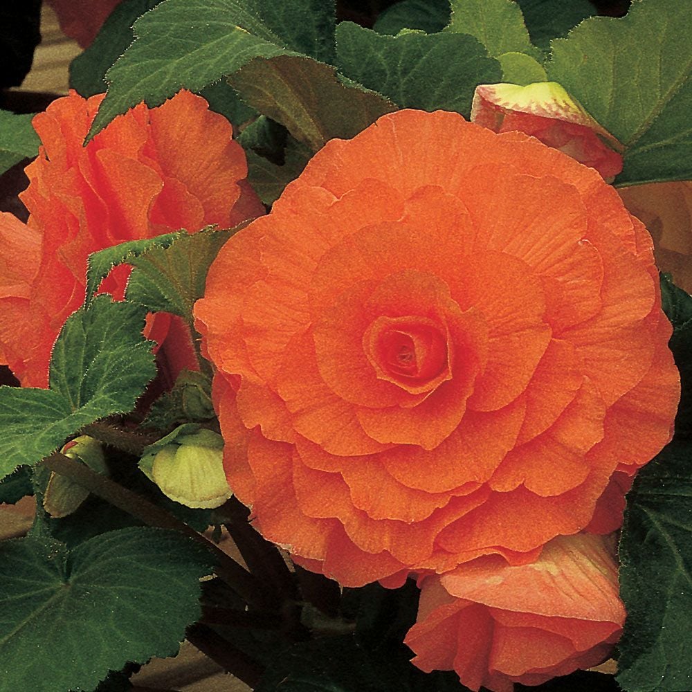 Begonia 'Tahiti' Blackmore & Langdon