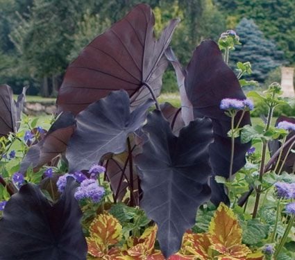 Colocasia Esculenta Black Magic