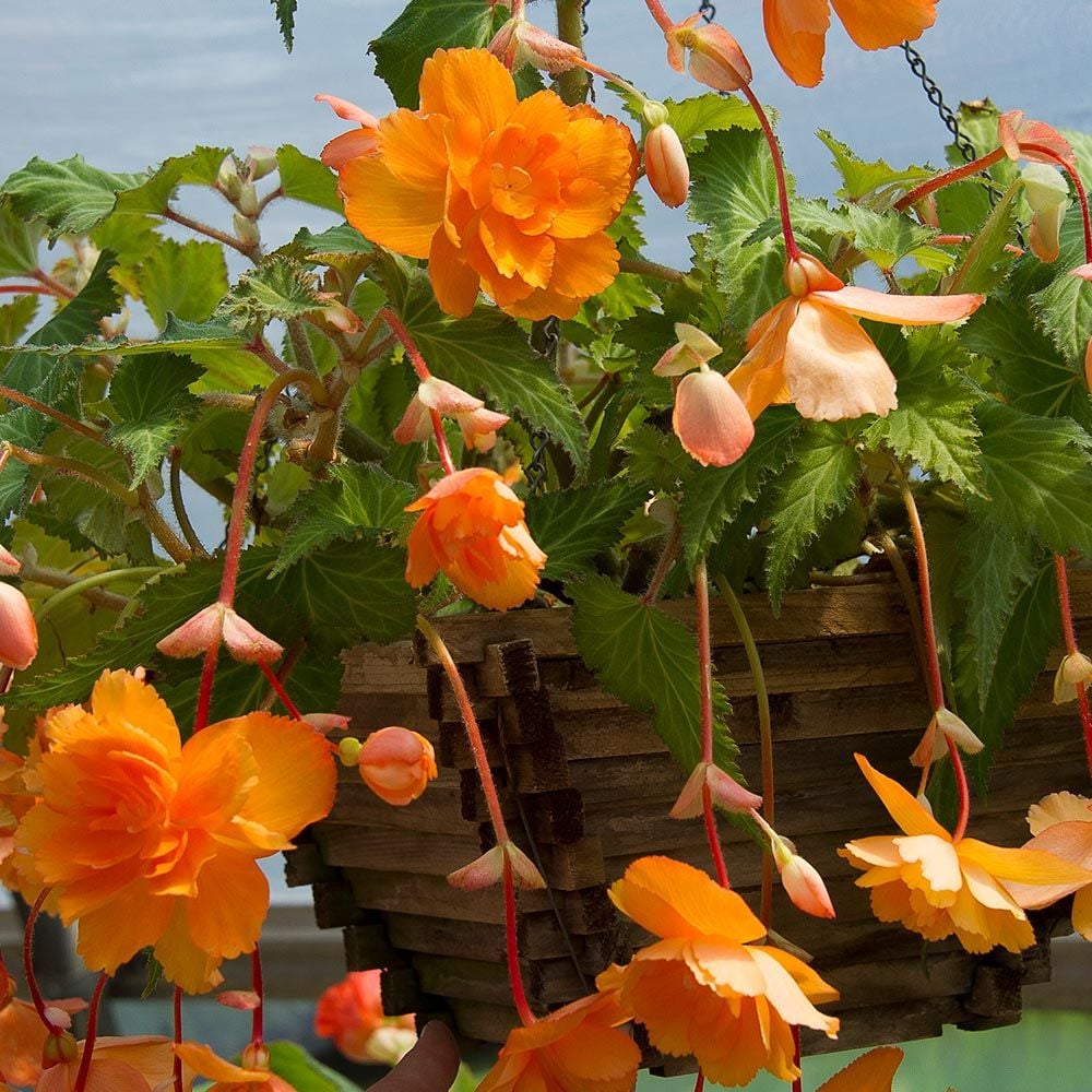 Begonia 'Orange Cascade' Blackmore & Langdon Trailing Variety