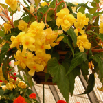  Begonia 'Gold Cascade' Blackmore & Langdon Trailing Variety