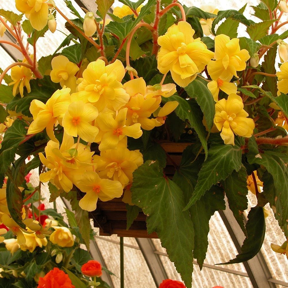 Begonia 'Gold Cascade' Blackmore & Langdon Trailing Variety