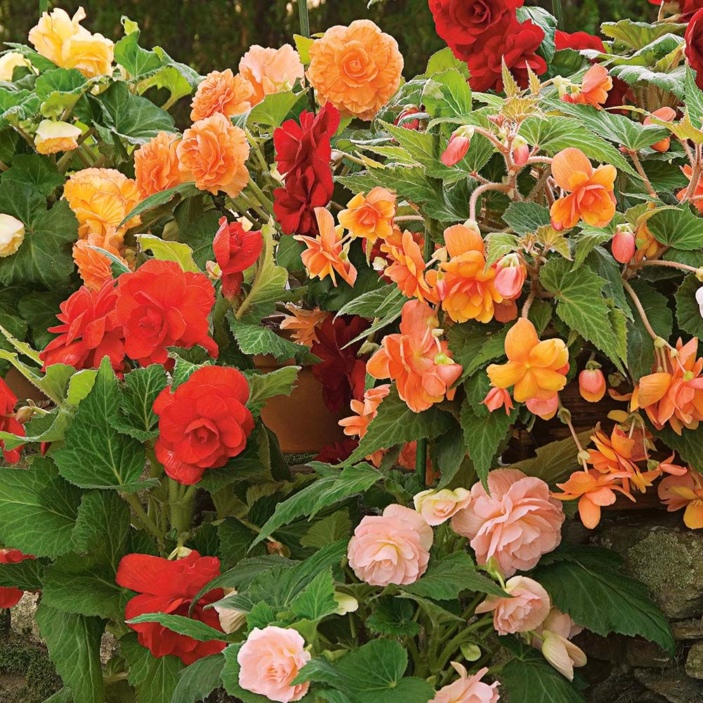 Begonias, Tuberous Begonias, Foliage Begonias, Fragrant