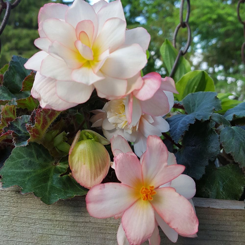 Begonia 'Unbelievable Miss Montreal'