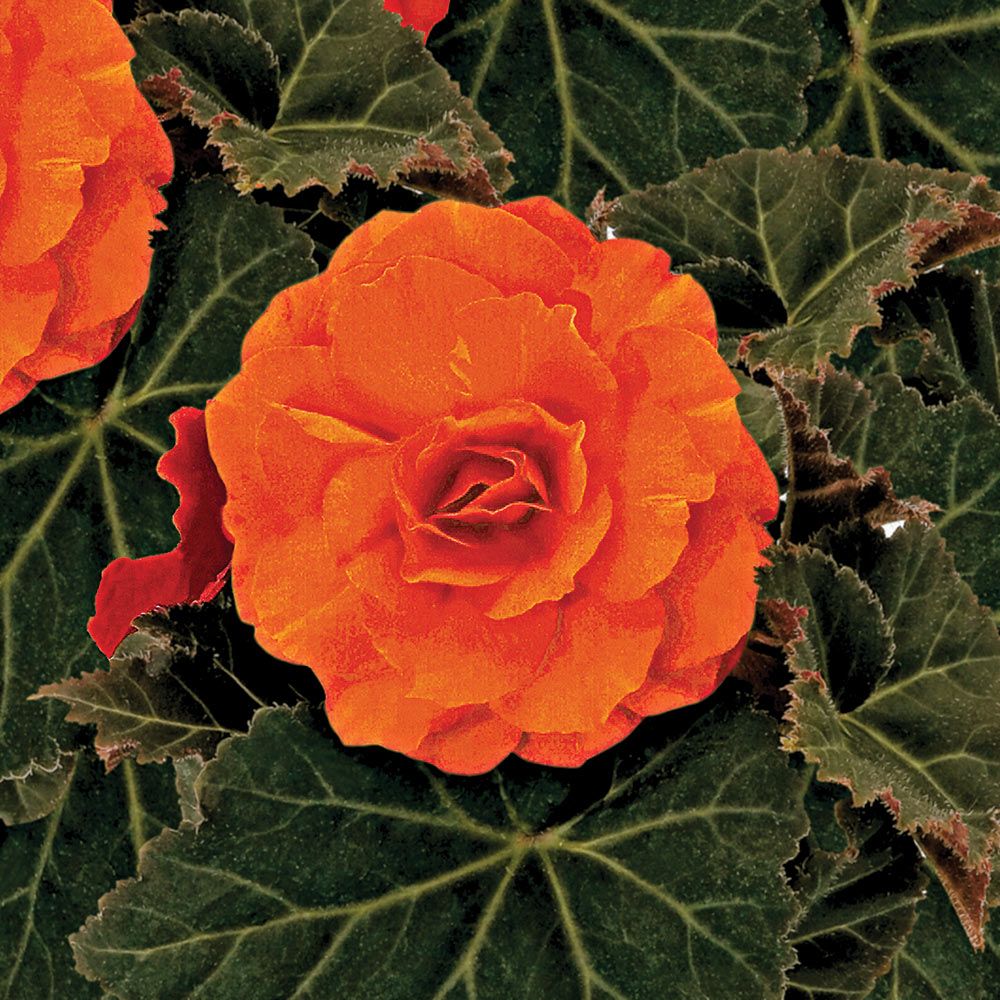 Begonia Nonstop® Mocca Bright Orange | White Flower Farm