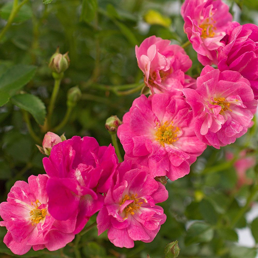 All Hard-to-Find Plants, Tools & Supplies