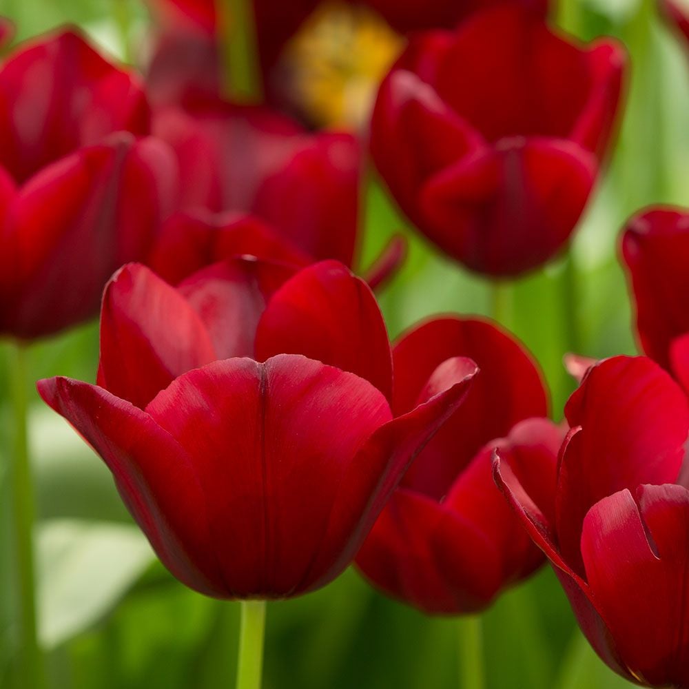 Tulip 'National Velvet'