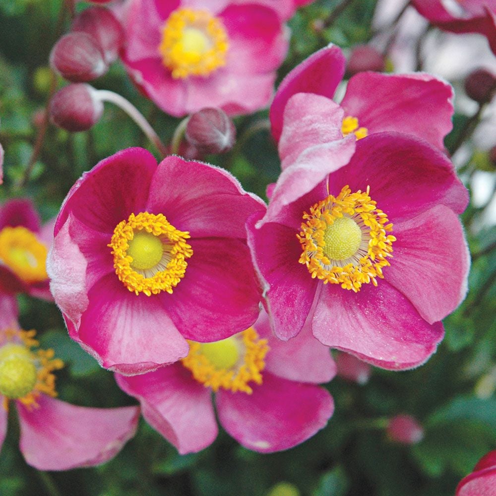 Anemone hupehensis 'Pretty Lady Diana'