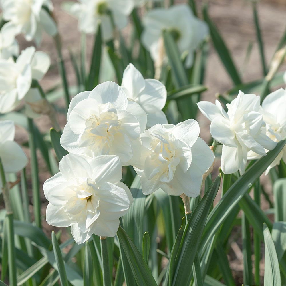 Narcissus 'Androcles' White Flower Farm