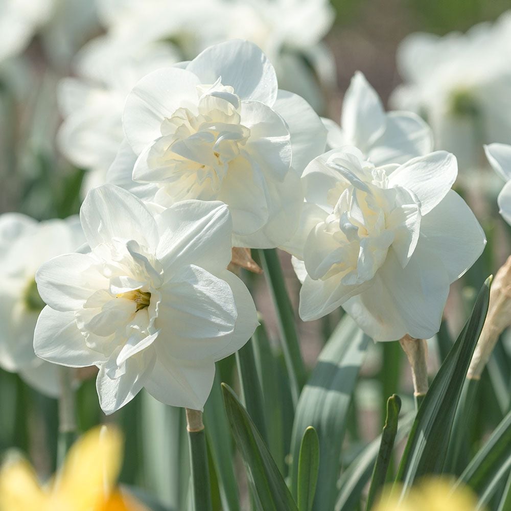 Narcissus 'Androcles' White Flower Farm