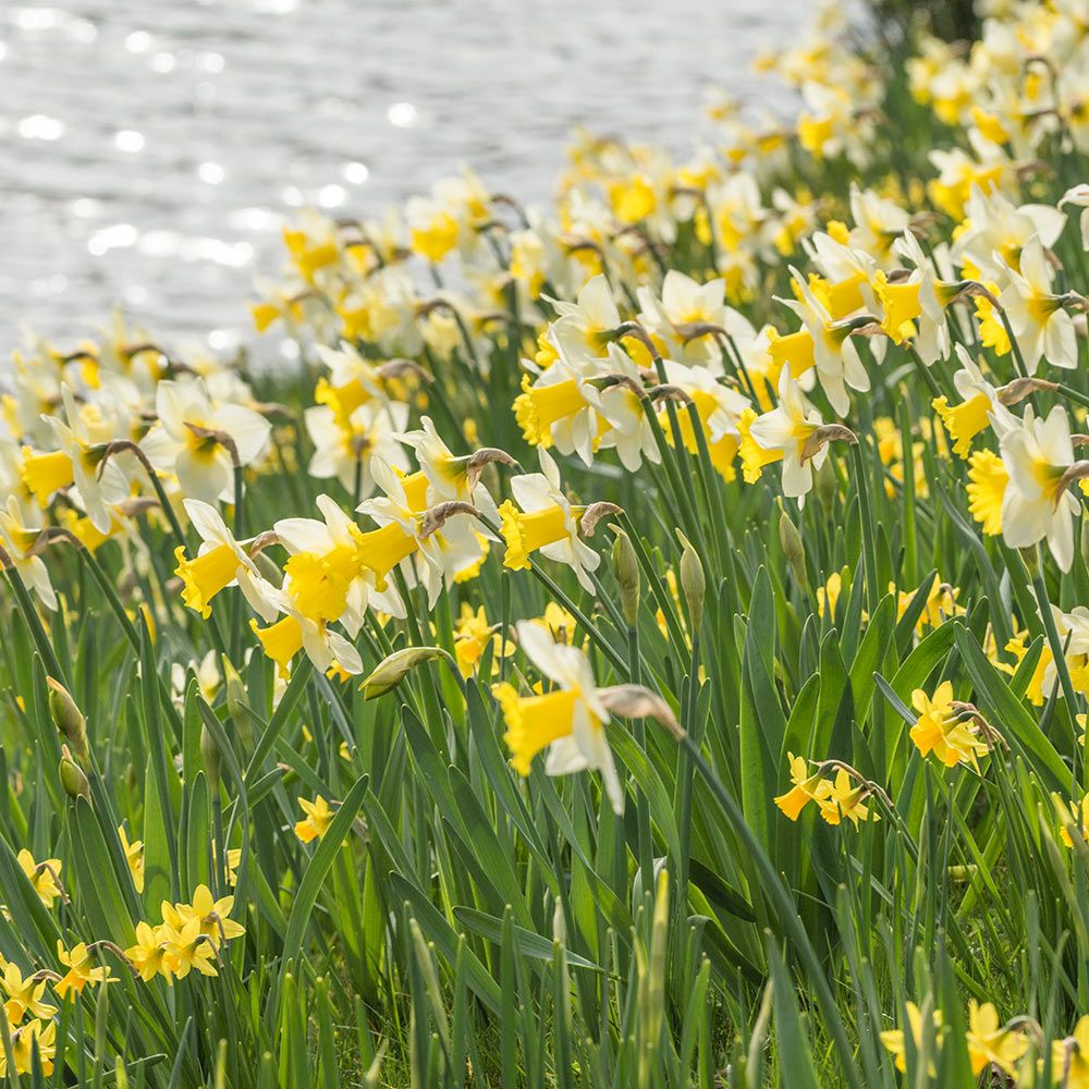 Narcissus 'Cornish King' White Flower Farm