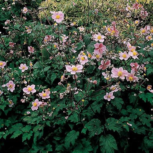 Anemone 'September Charm'