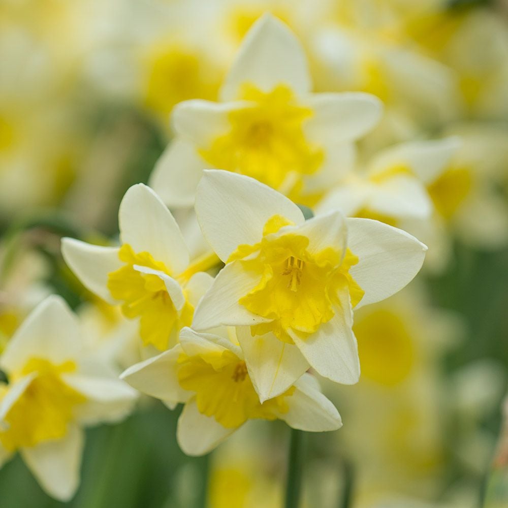 Narcissus 'Prom Dance'